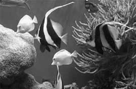 If wishes were fishes